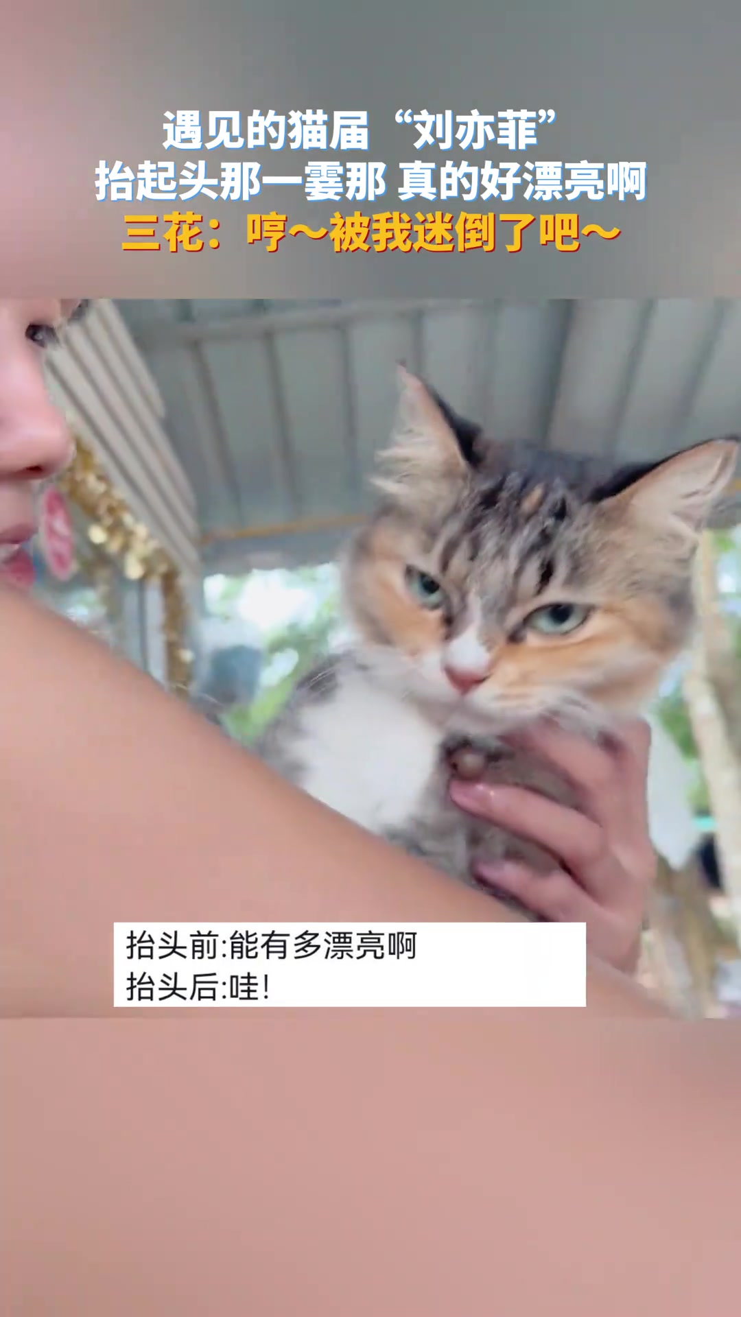 遇见的猫届“刘亦菲” 抬起头那一霎那，真的好漂亮啊
