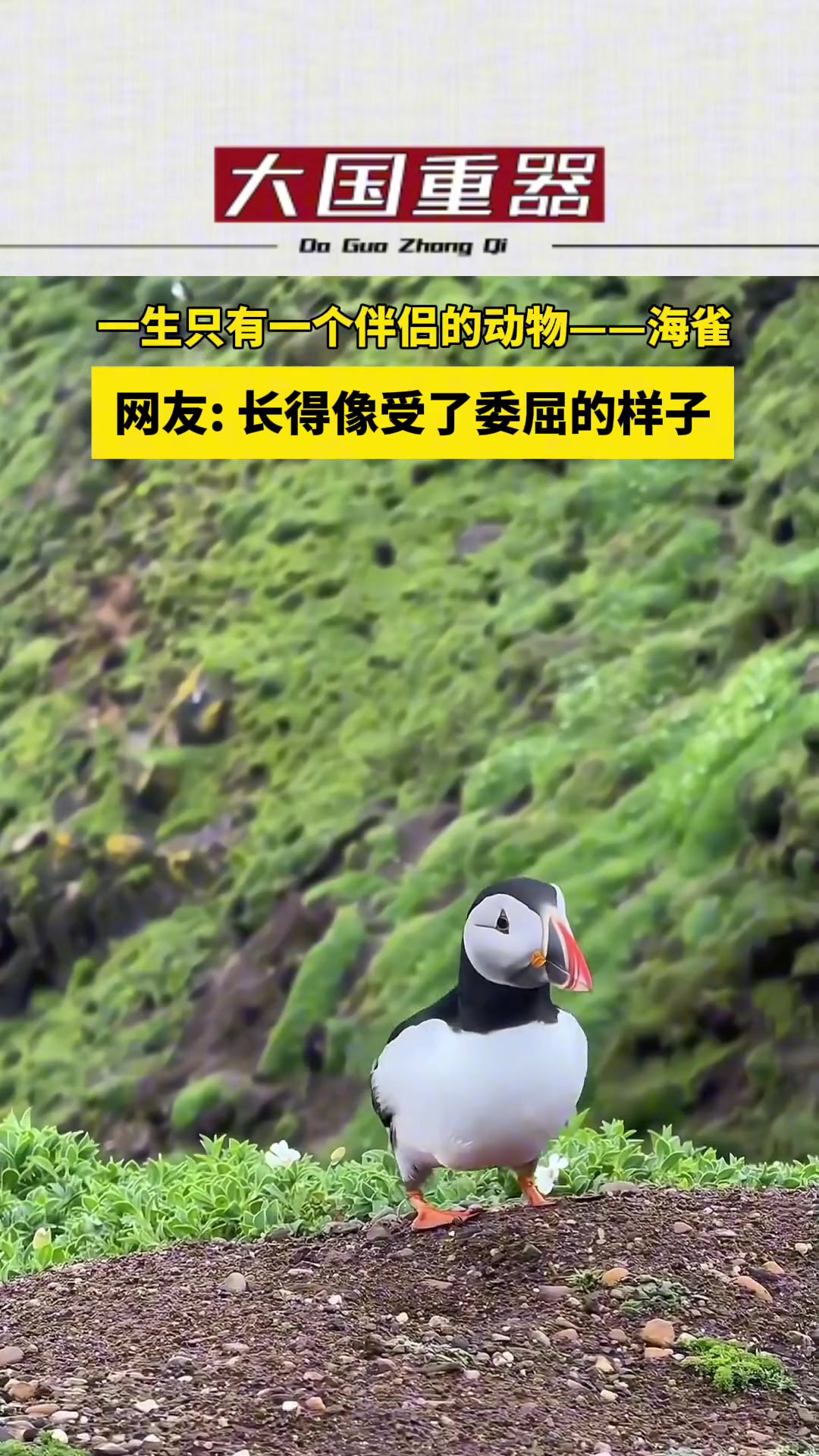 一生只有一个伴侣的动物——海雀，长得像受委屈的样子