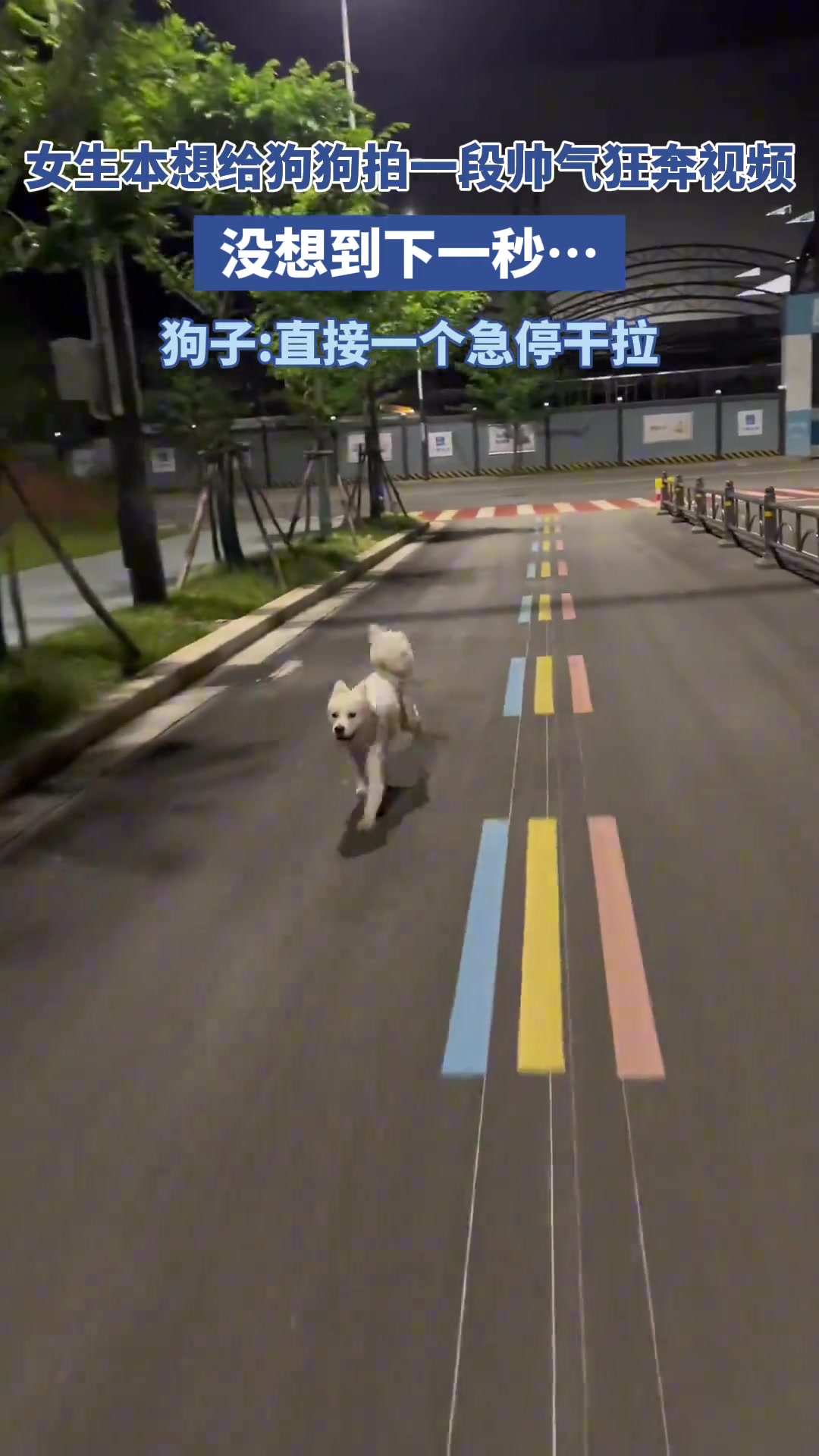 女生本想给狗狗拍一段帅气视频，结果下一秒..