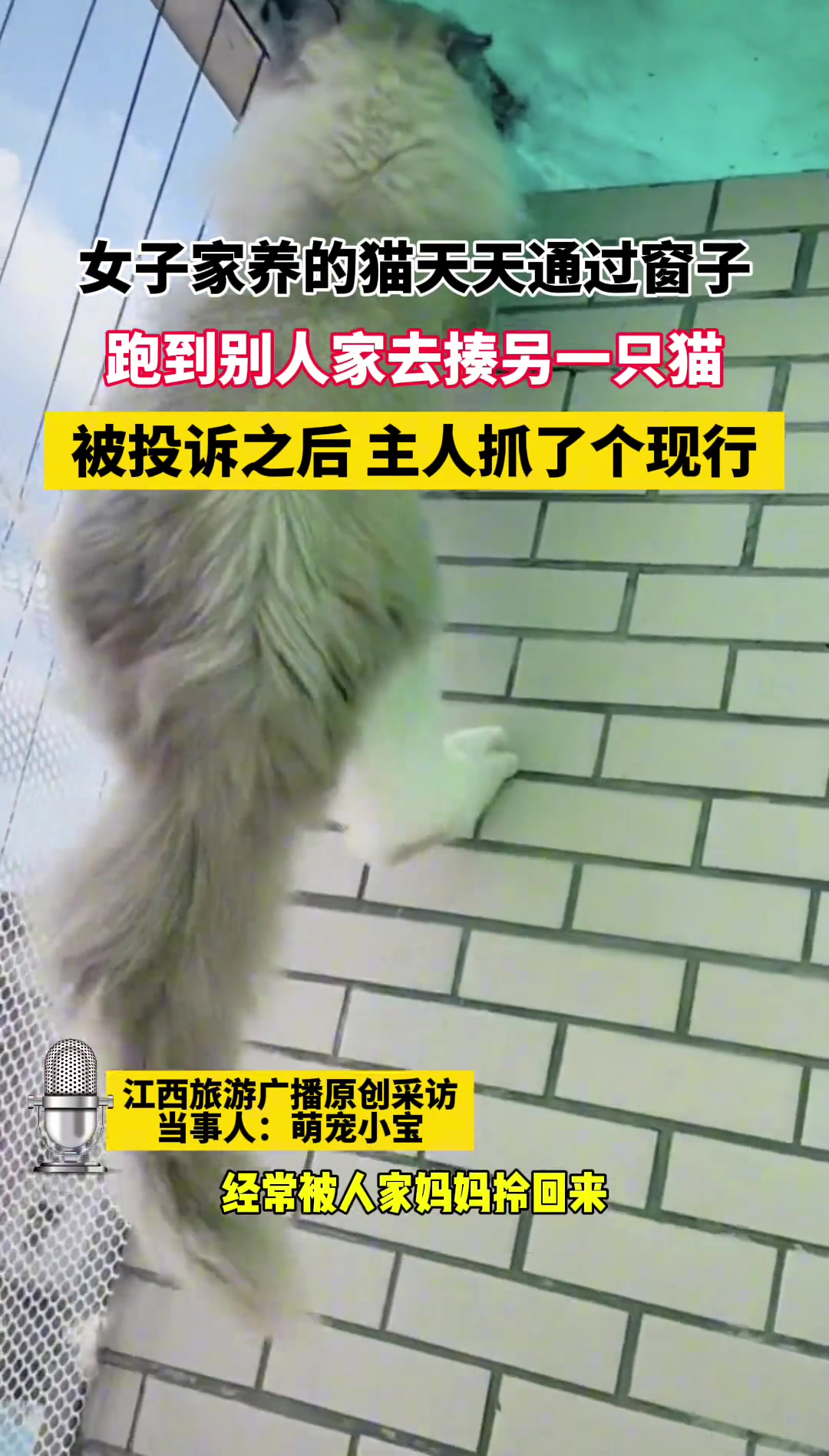 女子家养的猫跑别人家去揍另一只猫，被主人抓个现行