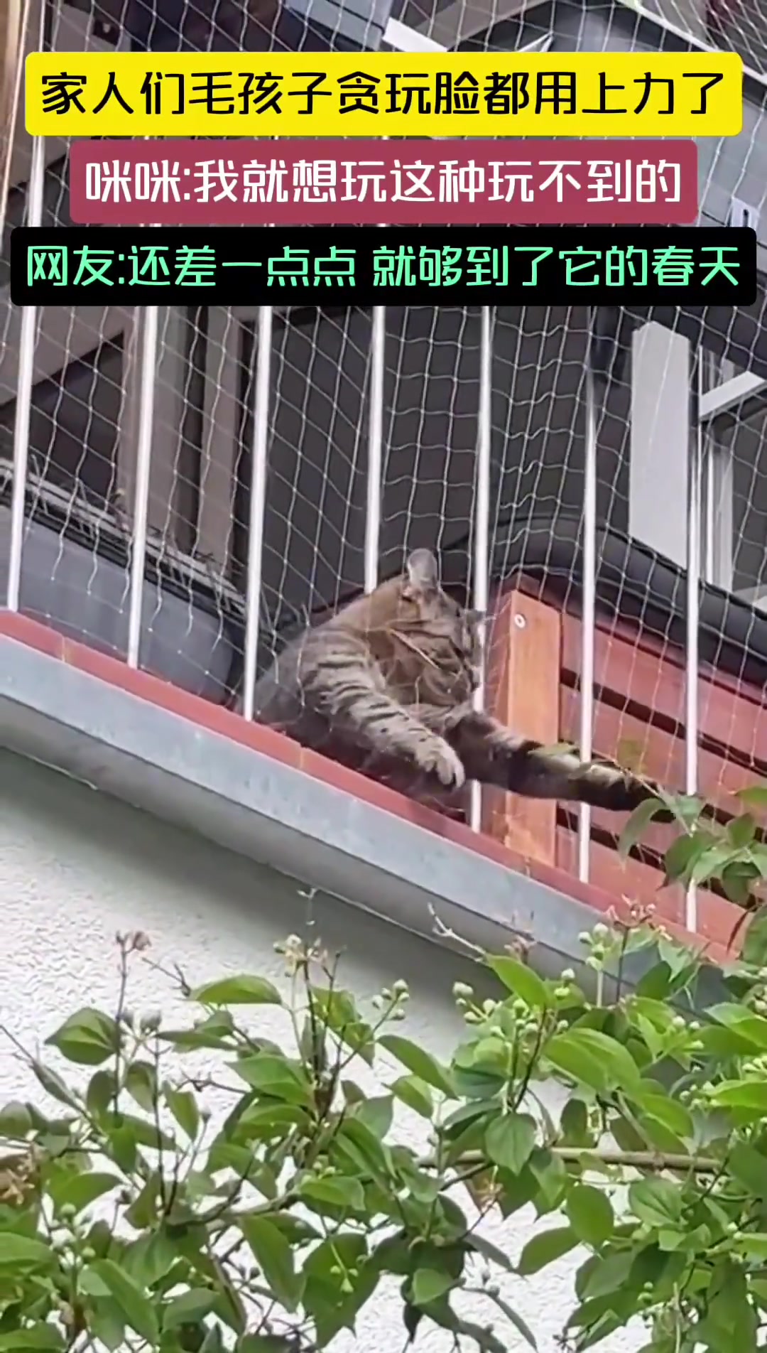 猫咪贪玩脸都用上力了，要是没有这网，命都要让它玩没