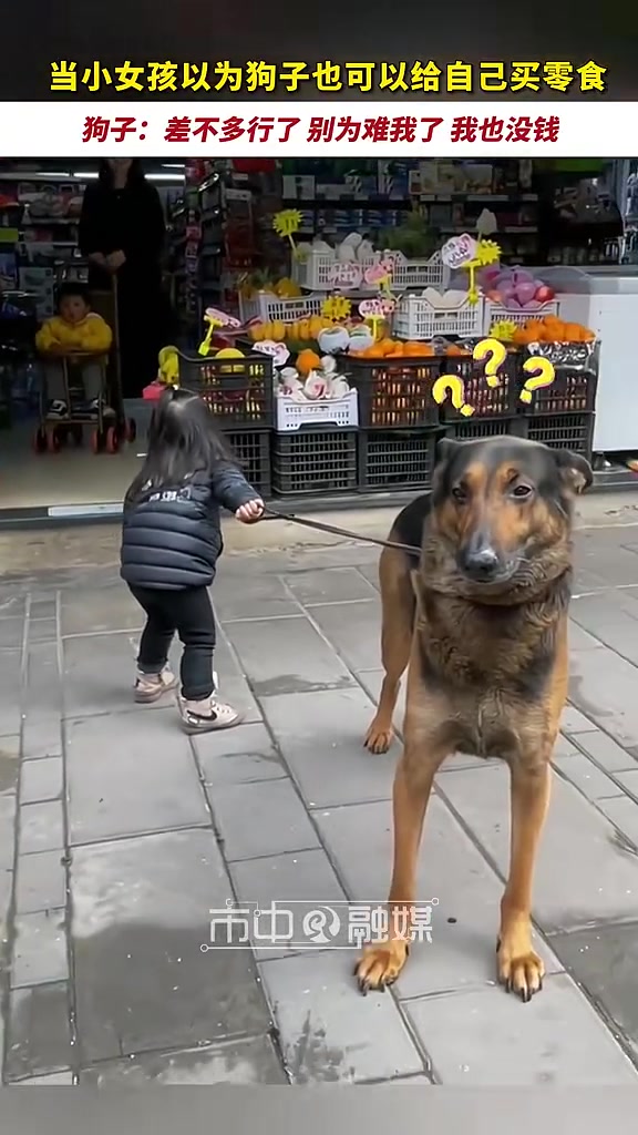 在狗脸上看到尴尬的表情是很难的