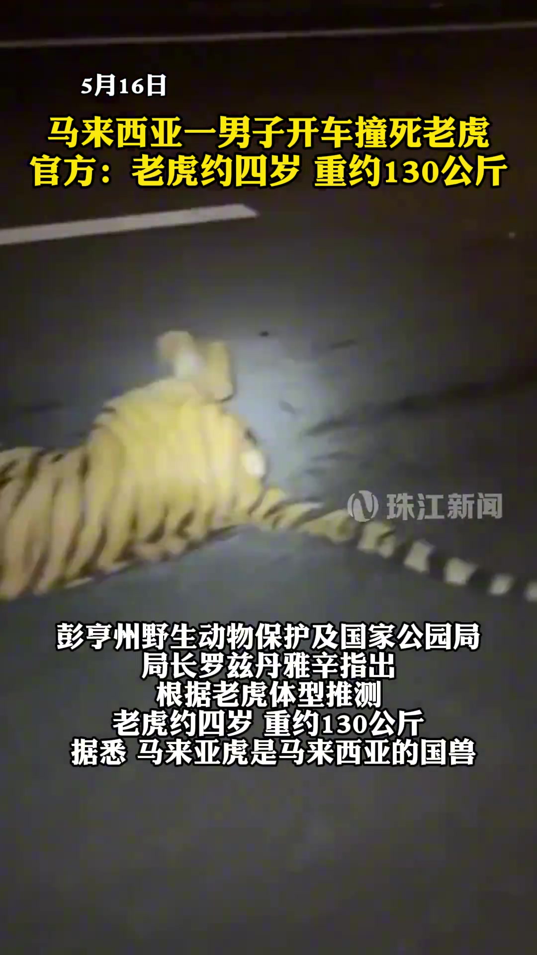 马来西亚一男子开车撞死老虎