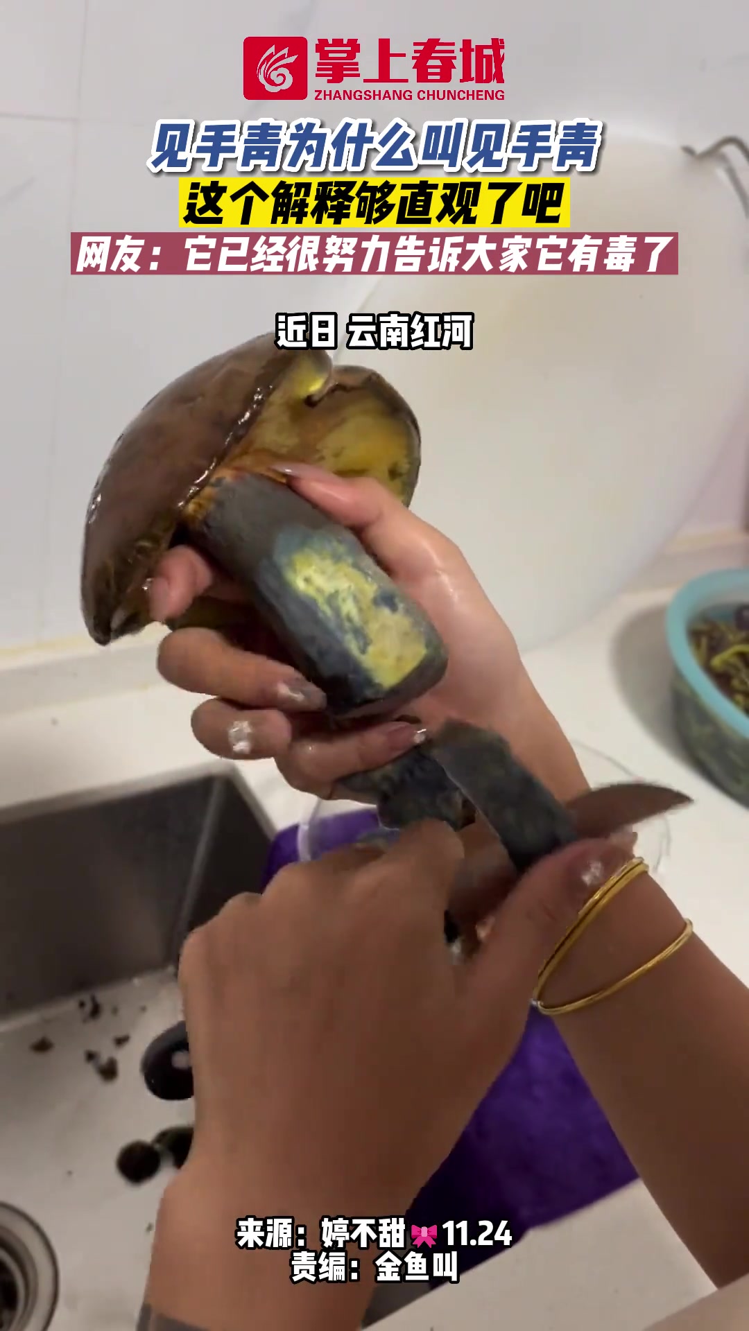 真的见手就青！见手青为什么叫见手青够直观了吧！