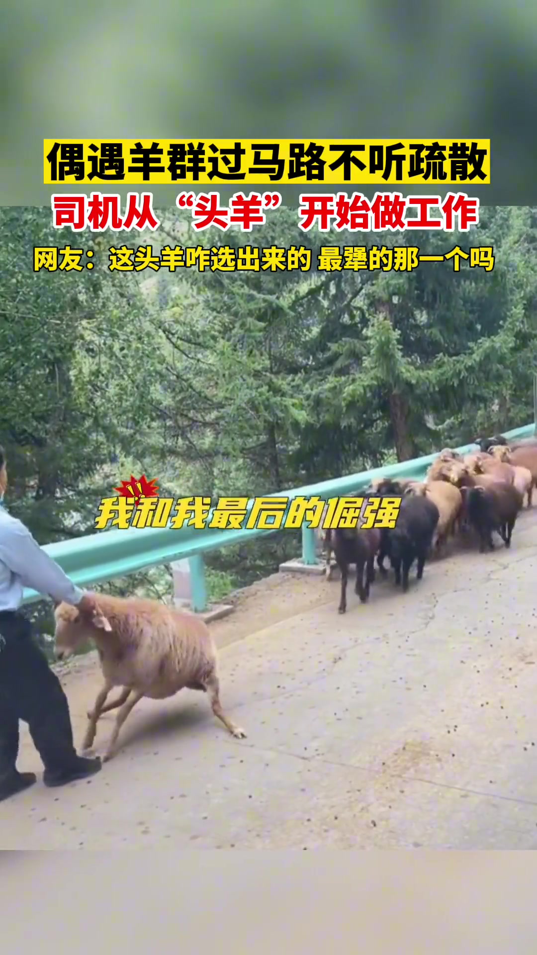 弱弱问一句头羊是怎么选出来的？
