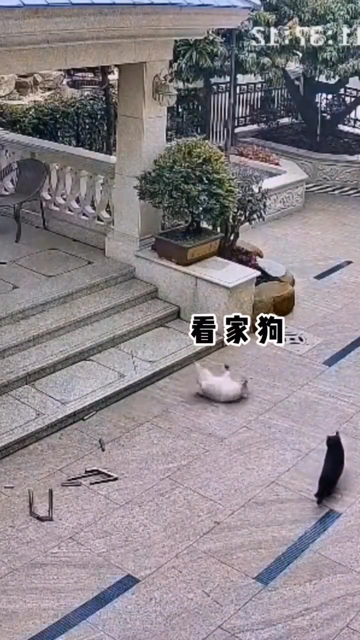 猫：这有监控嗷，别想讹我