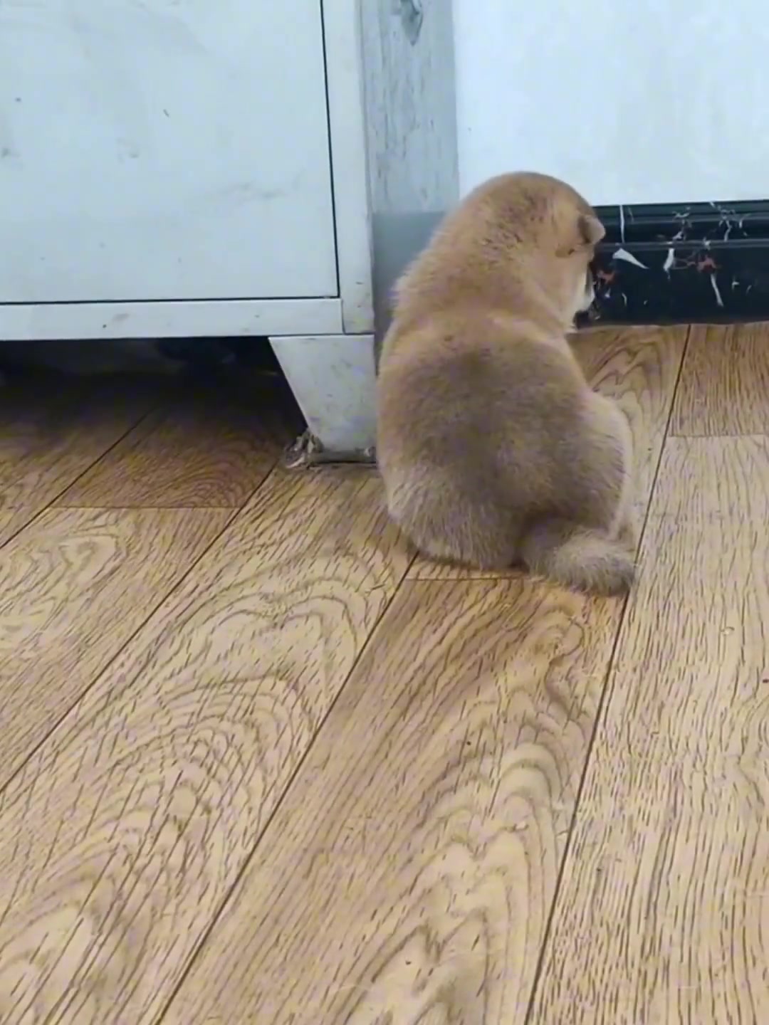 聪明狗狗就是不一样