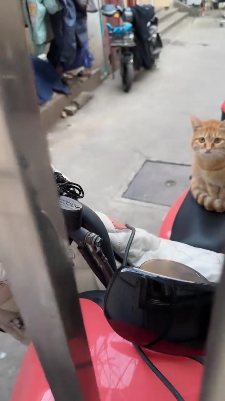 猫这个表情是听懂了还是没听懂啊