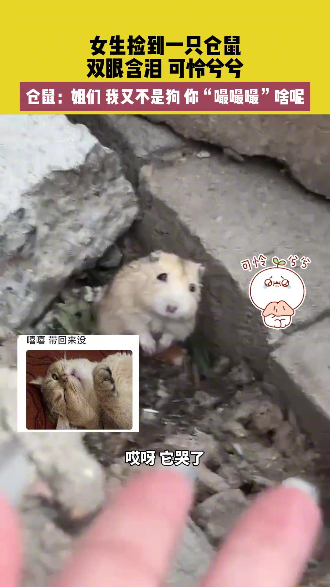 女生捡到一只仓鼠,双眼含泪,可怜兮兮