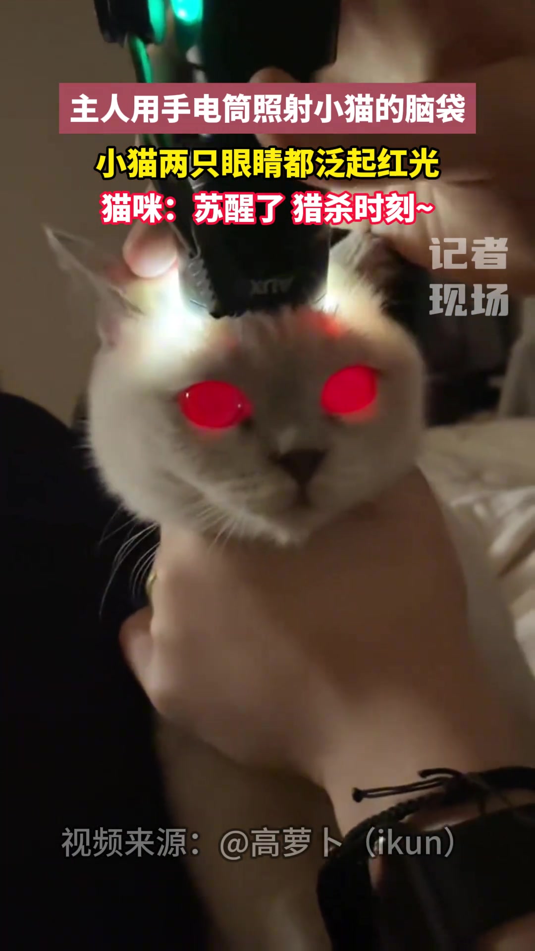 主人用手电筒照射小猫的脑袋，小猫两只眼睛都泛起红光