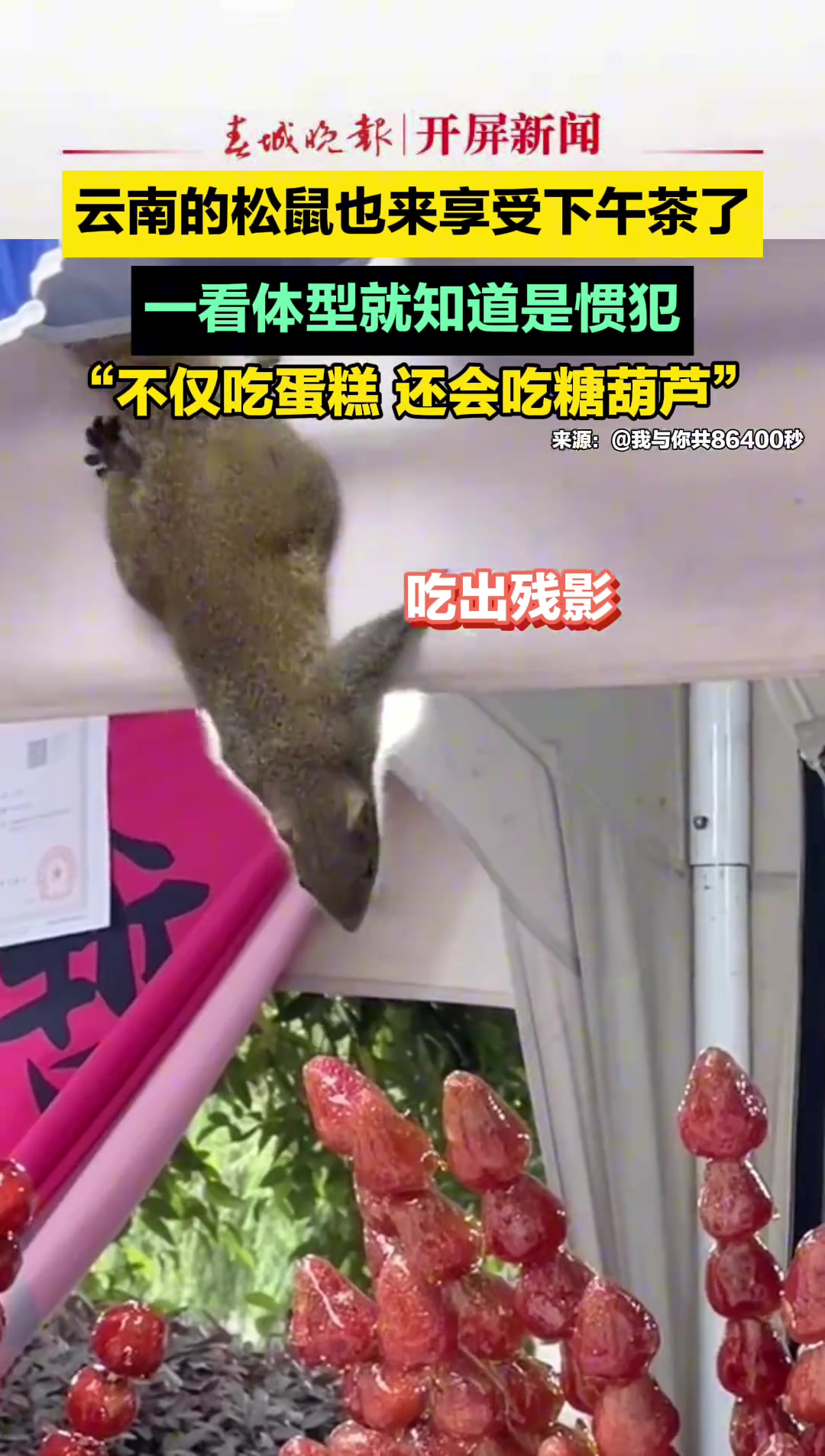 云南的松鼠也来享受下午茶，不仅吃蛋糕，还会吃糖葫芦