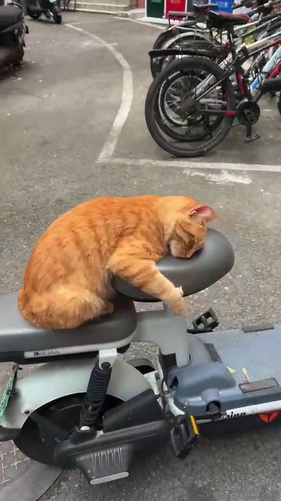 真的有睡得这么死的流浪猫吗？