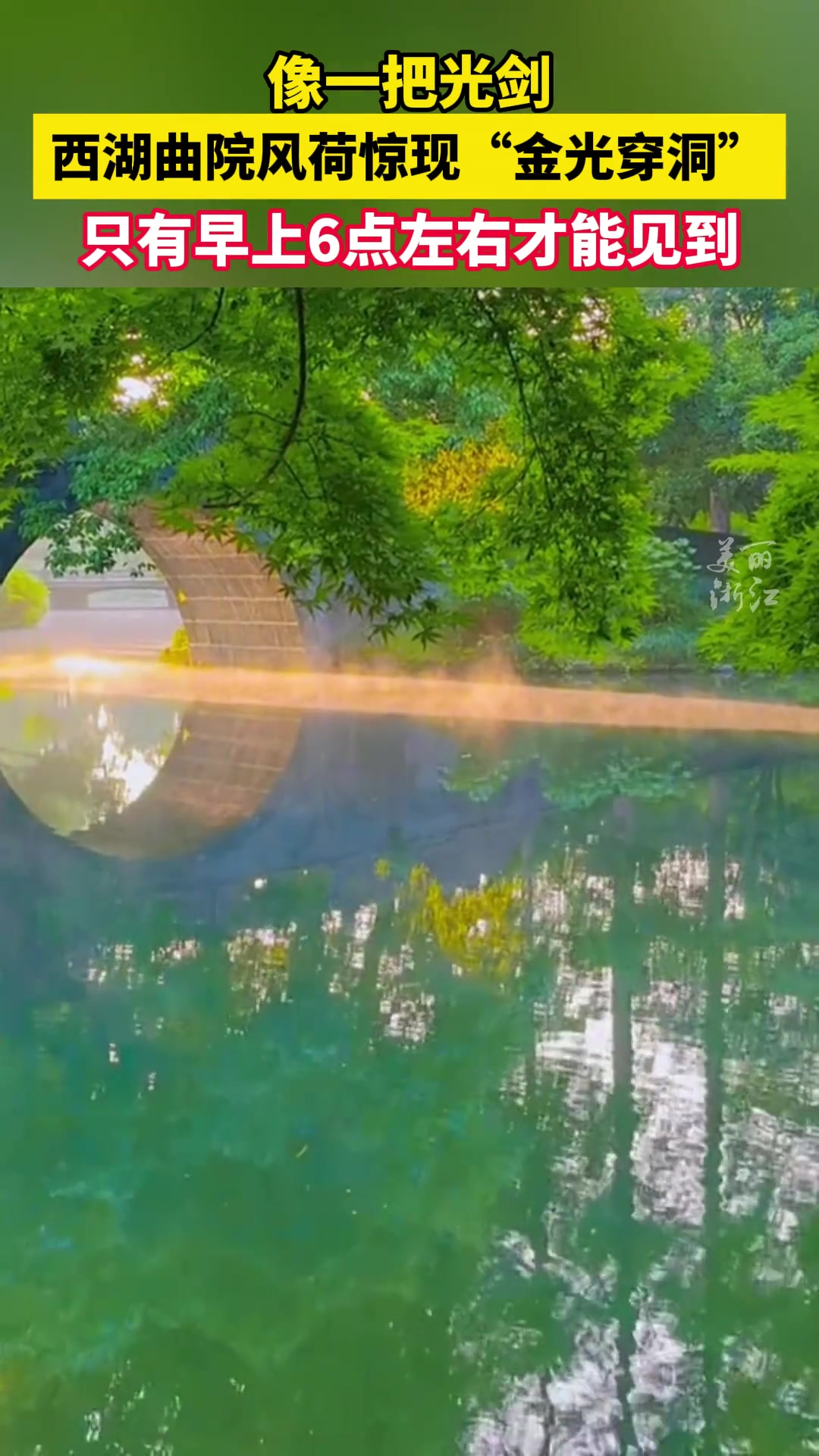 罕见！杭州西湖曲院风荷惊现“金光穿洞，愿见者好运！