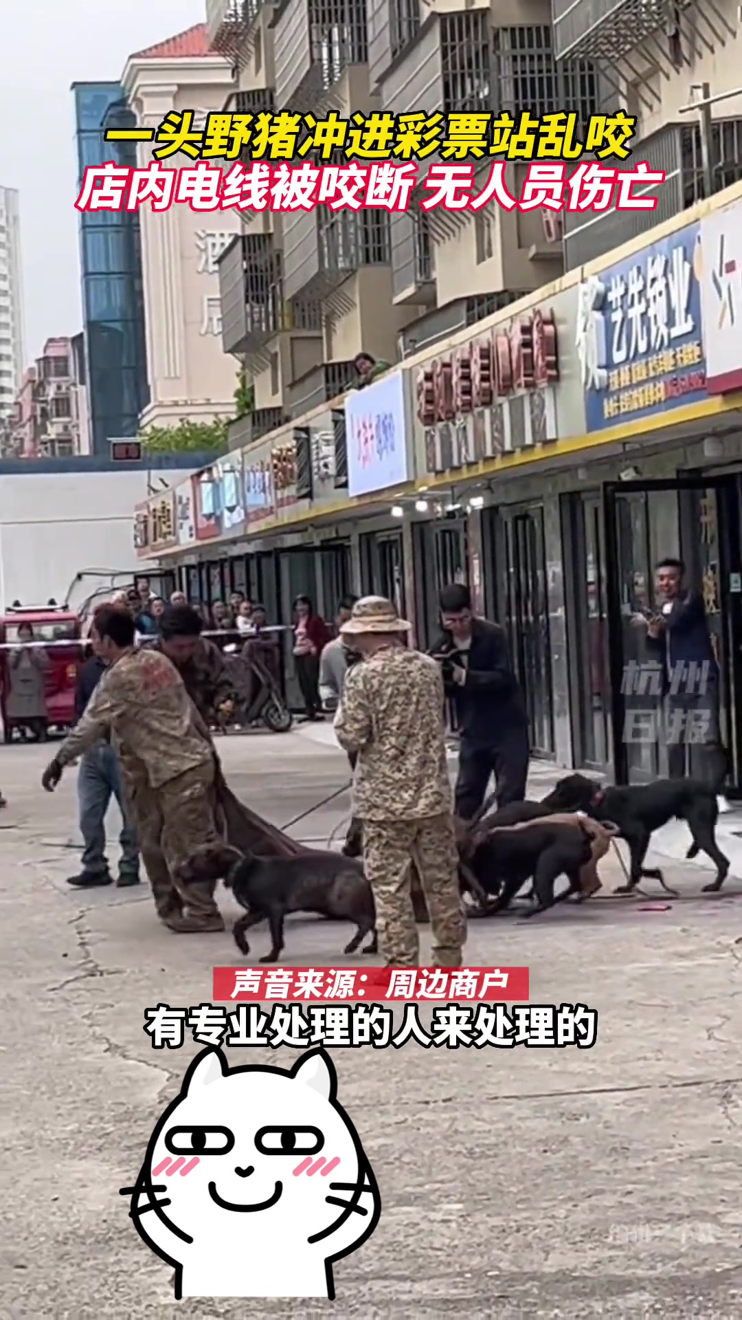 野猪都想发财了？