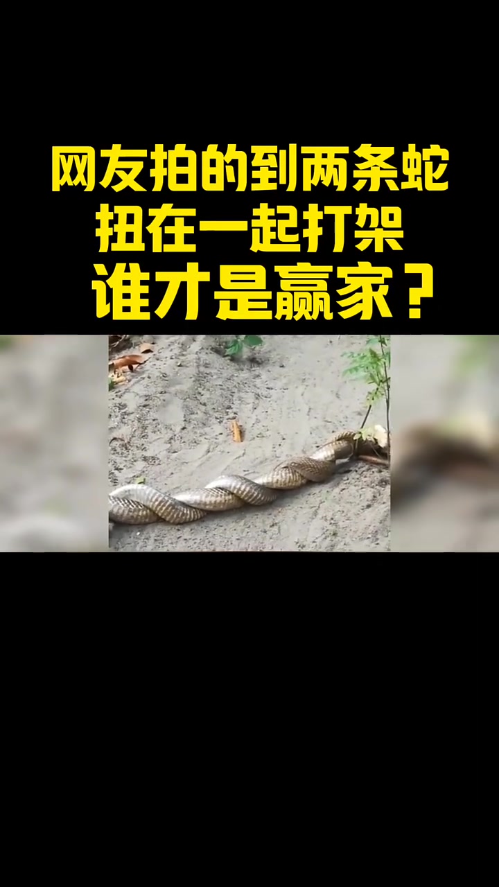 这蛇是在干吗呢？有懂的吧友们吗！