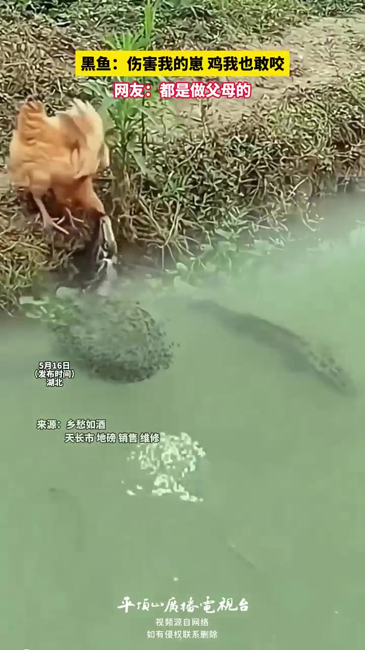 产卵过后的黑鱼妈妈，都具有保护幼崽的习性！