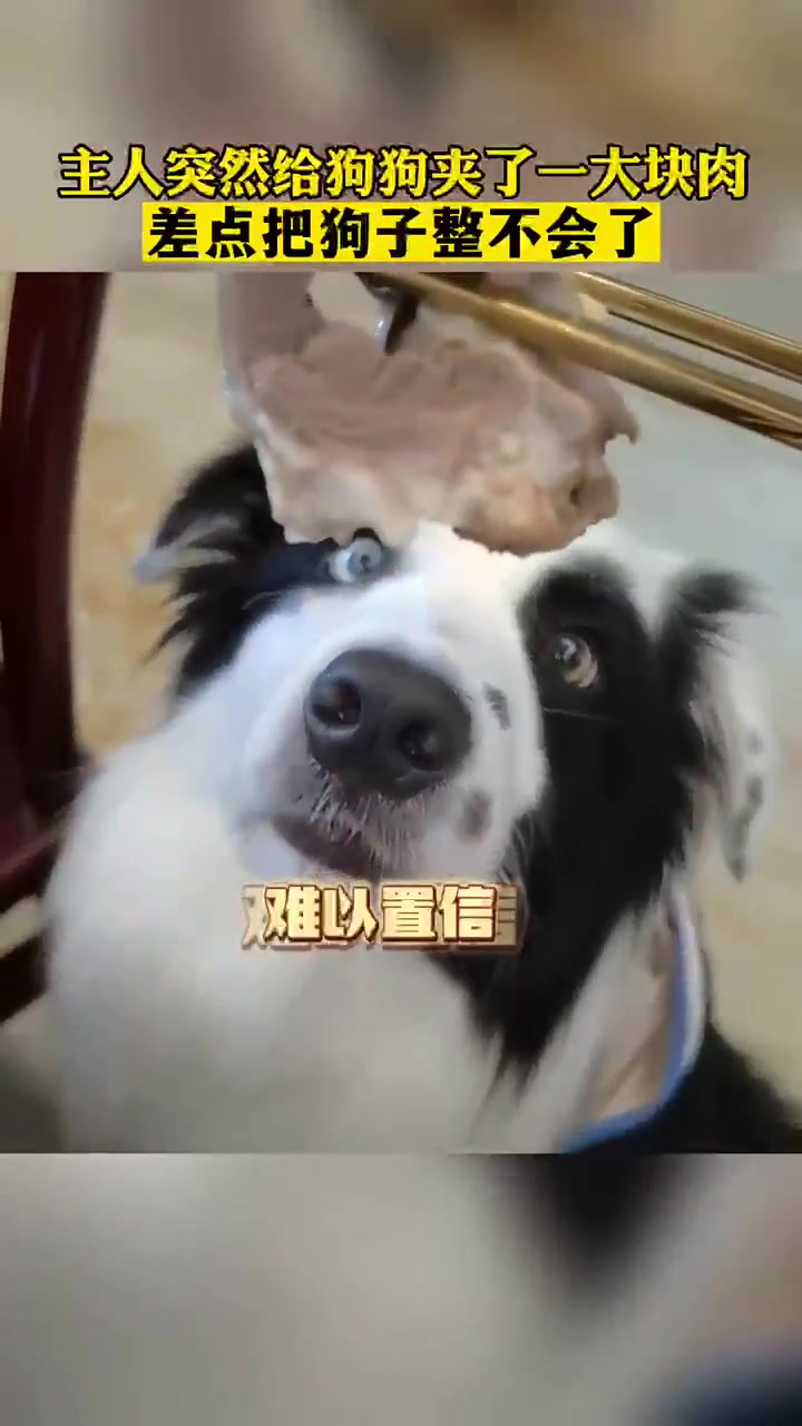 狗：果真吗，义父