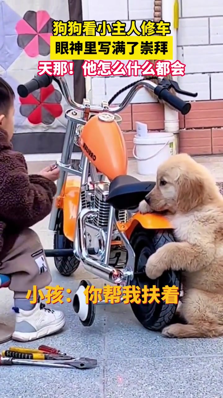 狗子：赶紧修，修好带我去村头耍