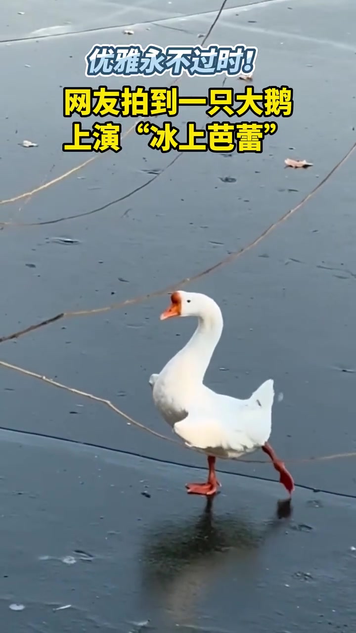 鹅: 这大冷天的你不穿鞋试试