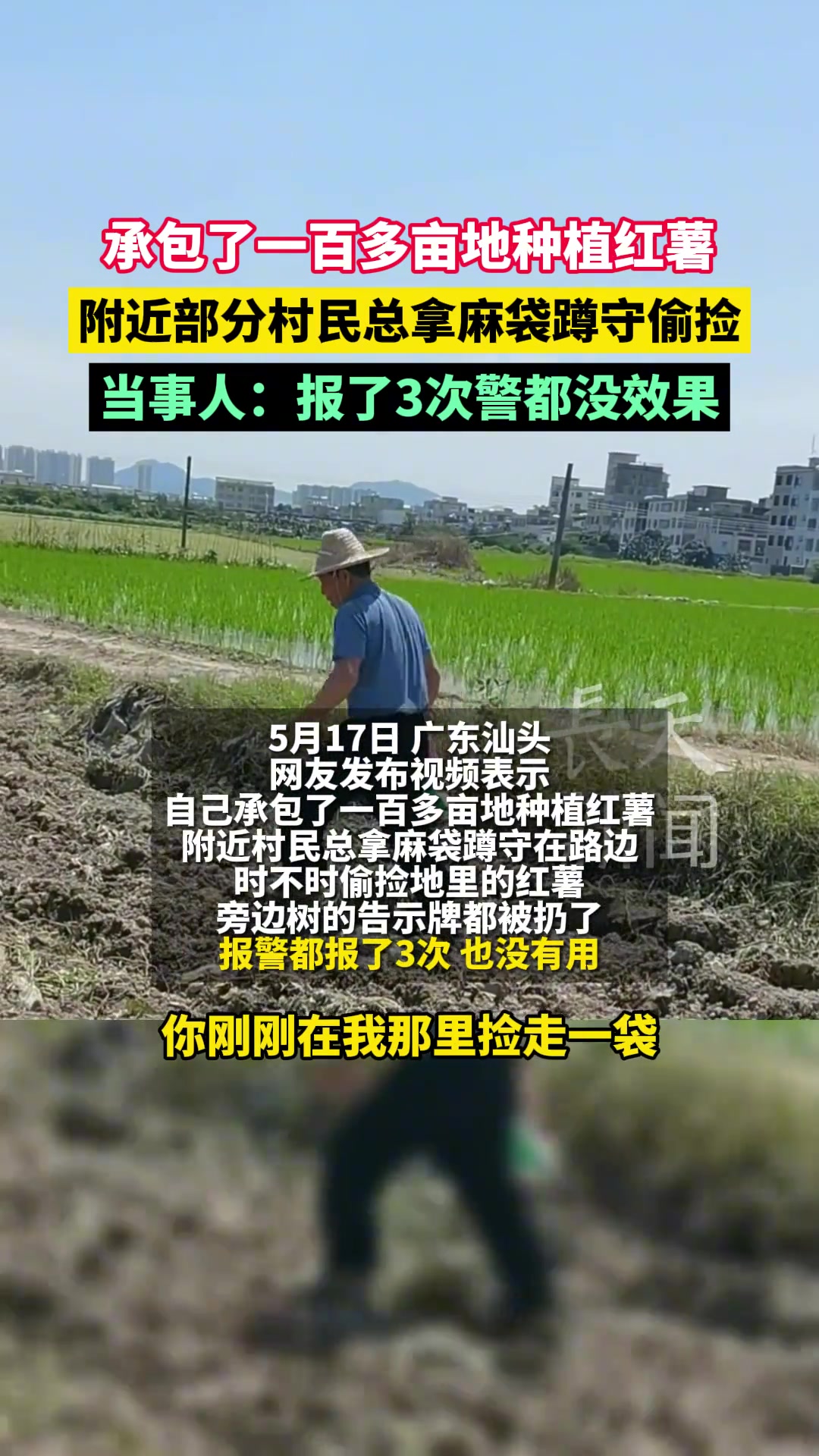 承包一百多亩地种植红薯 附近部分村民总拿麻袋偷捡