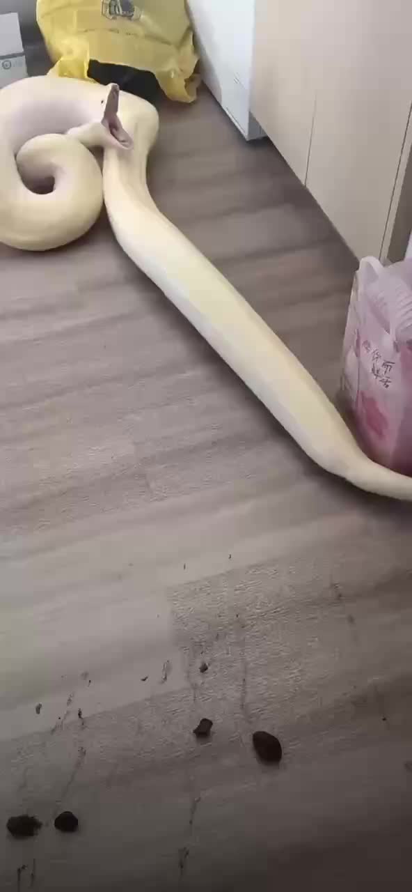 长这么大，第一次见蛇拉屎。。。