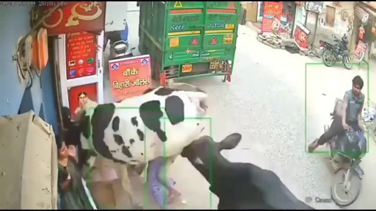 《印度的牛》