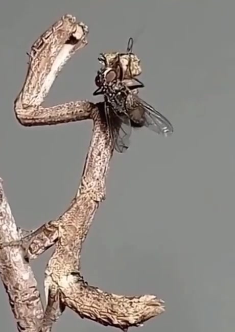 苍蝇这不怪你，我都看不出来，下辈子注意一点吧