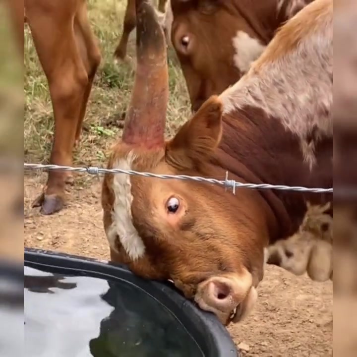 这只牛是鼻子呛水了吗？