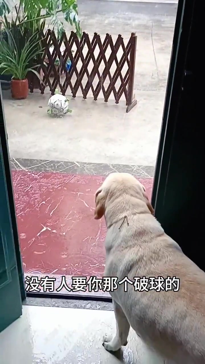 对于你来说只是一个破球，对它来说那是唯一的快乐
