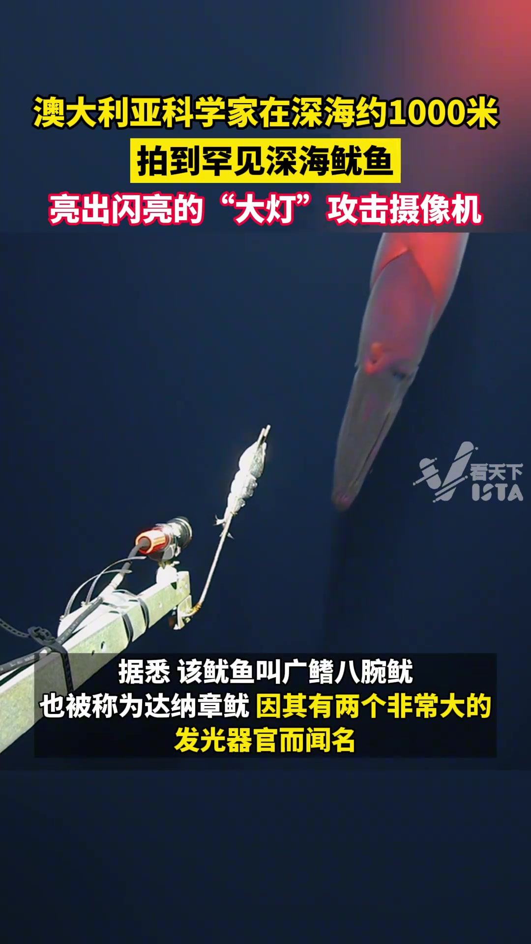 澳大利亚科学家在深海约1000米拍到罕见的深海鱿鱼