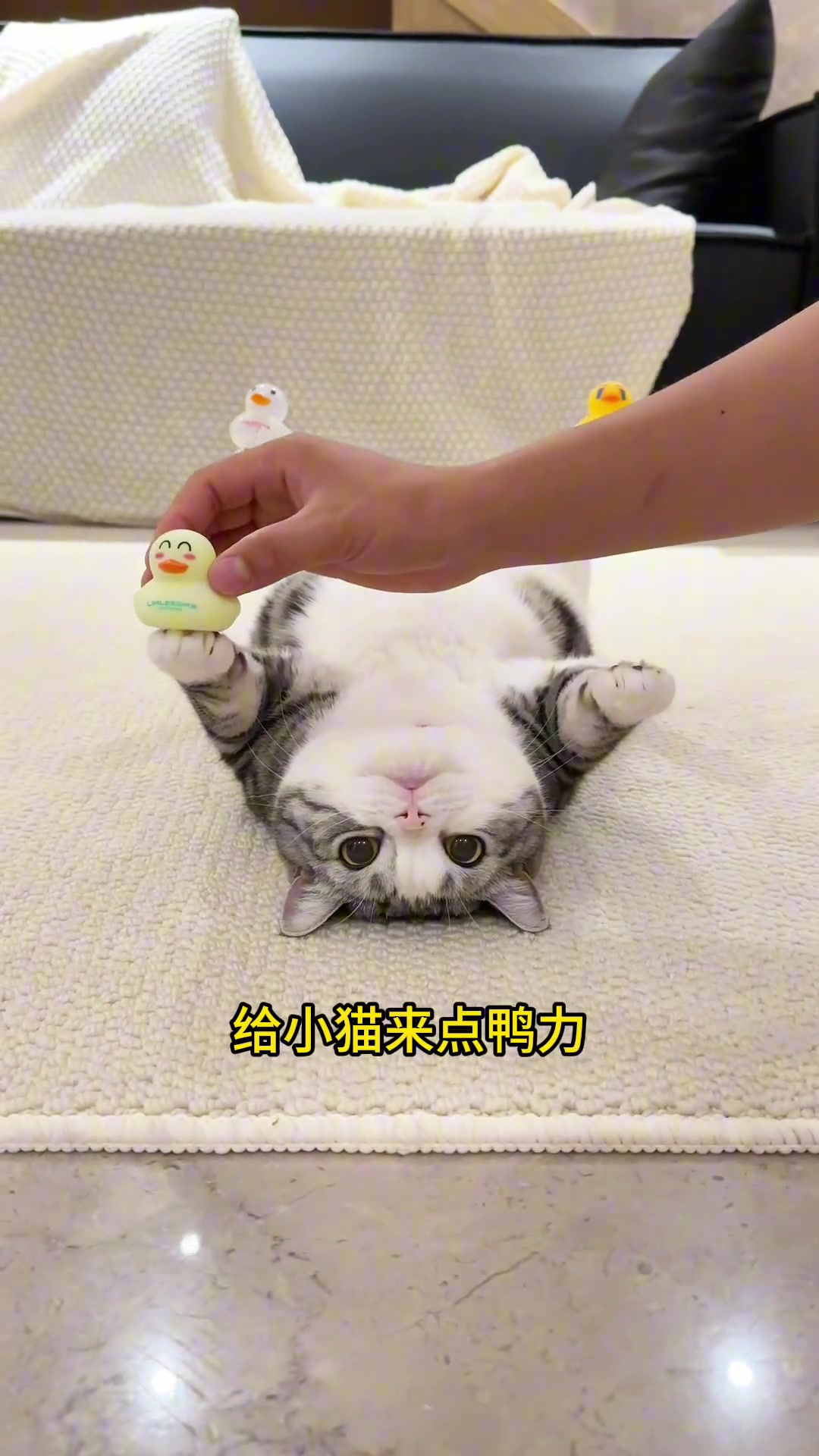 见不惯她这么舒服，必须给她来点鸭力！