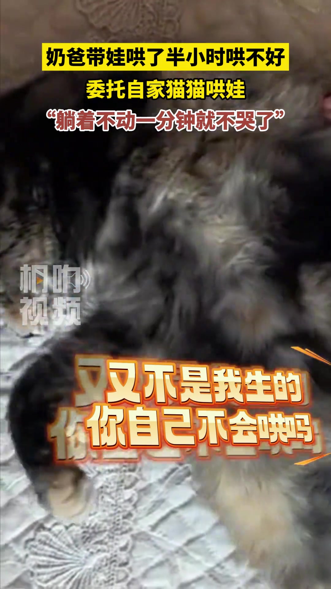 奶爸带娃哄了半小时哄不好，委托自家猫猫哄娃