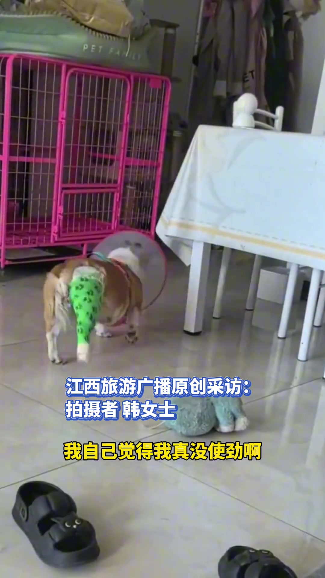 狗狗拆家主人一气之下锤一拳，狗狗被误伤导致腿部骨折