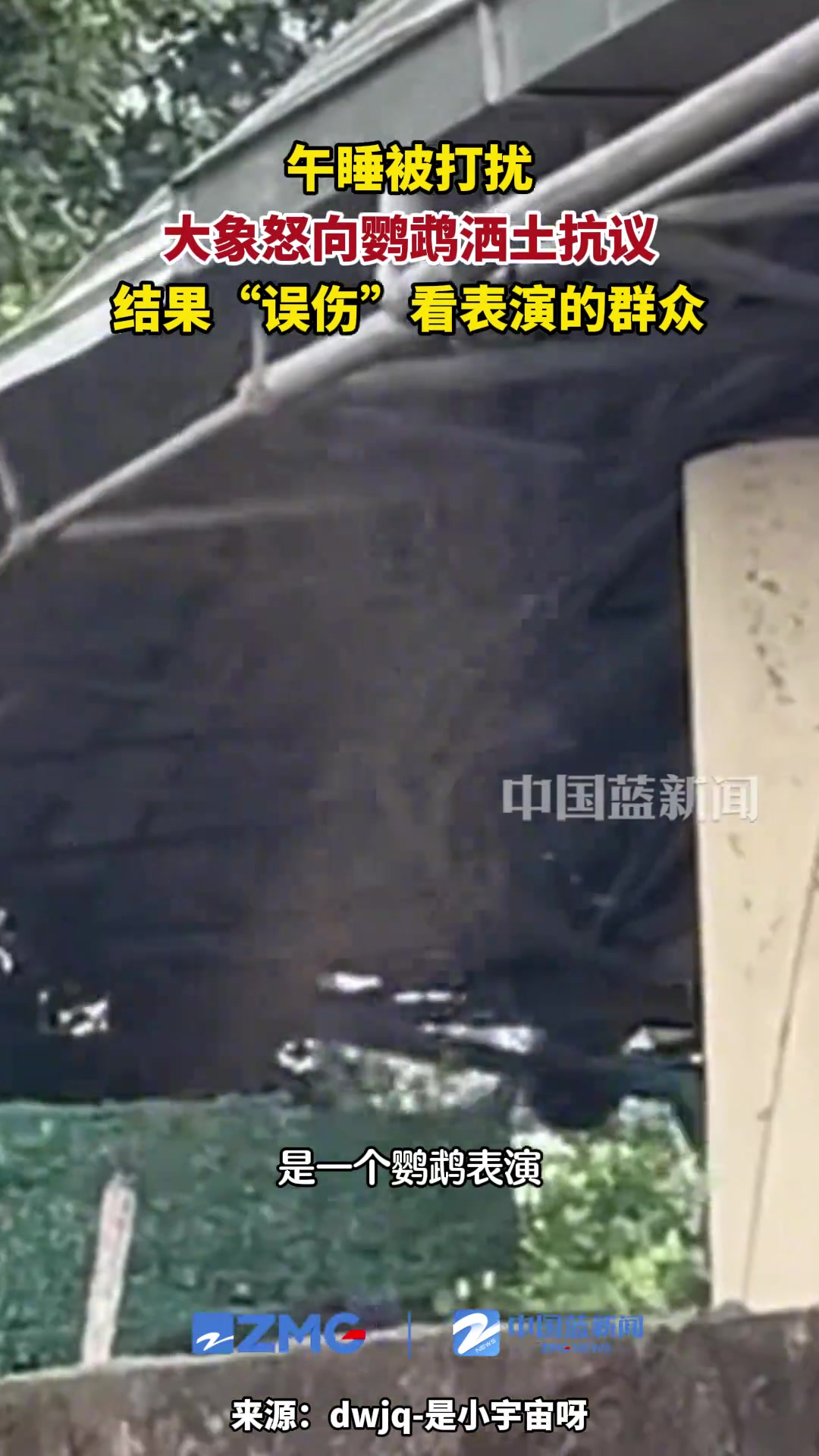 午睡被打扰，大象怒向鹦鹉洒土抗议，误伤看表演的群众