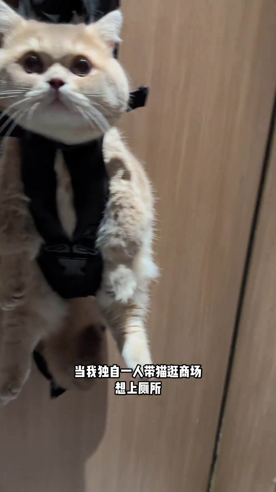一个人带猫逛商场 ，竟然是这样上厕所的