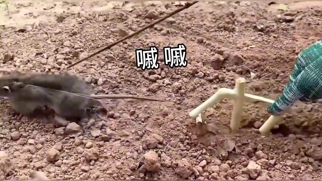 生活属实很不易，老师犁地来卖艺