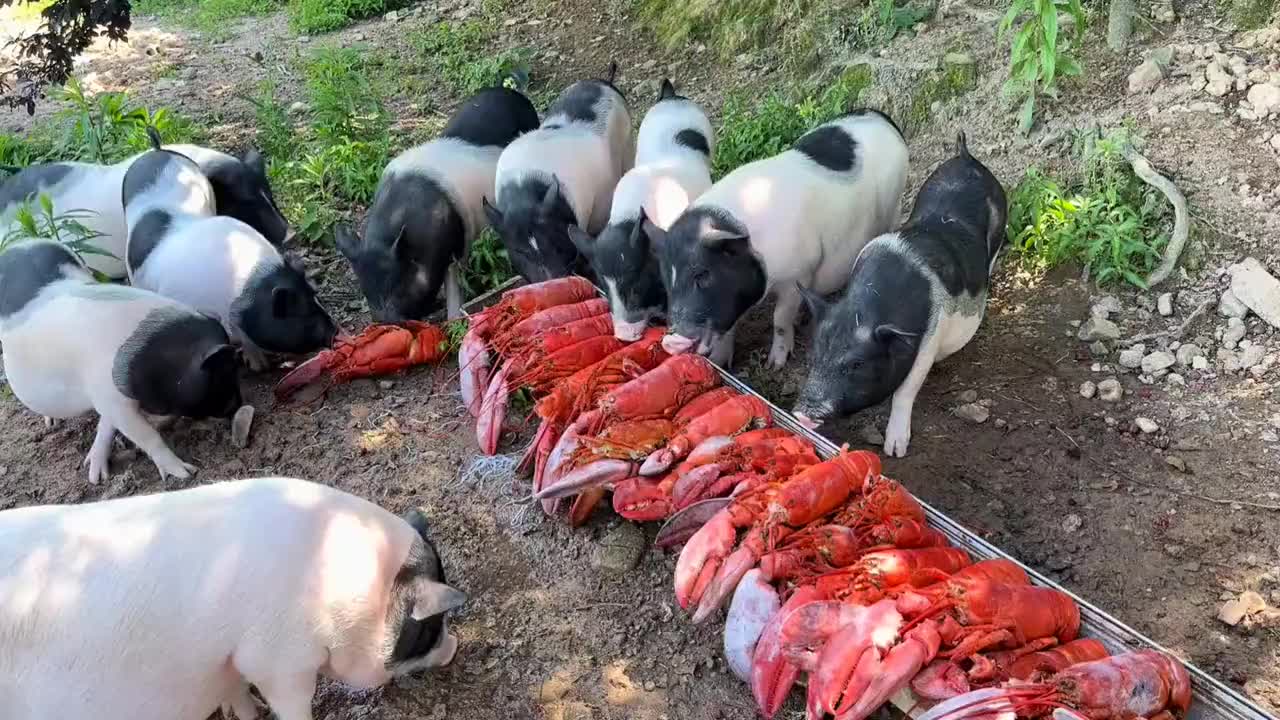 猪吃的都比我好