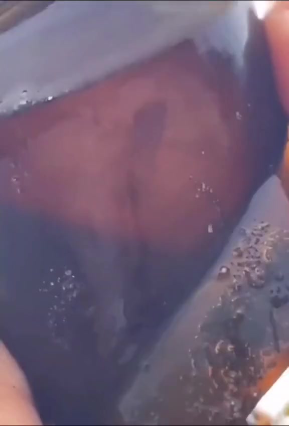 鲨鱼卵真的很帅