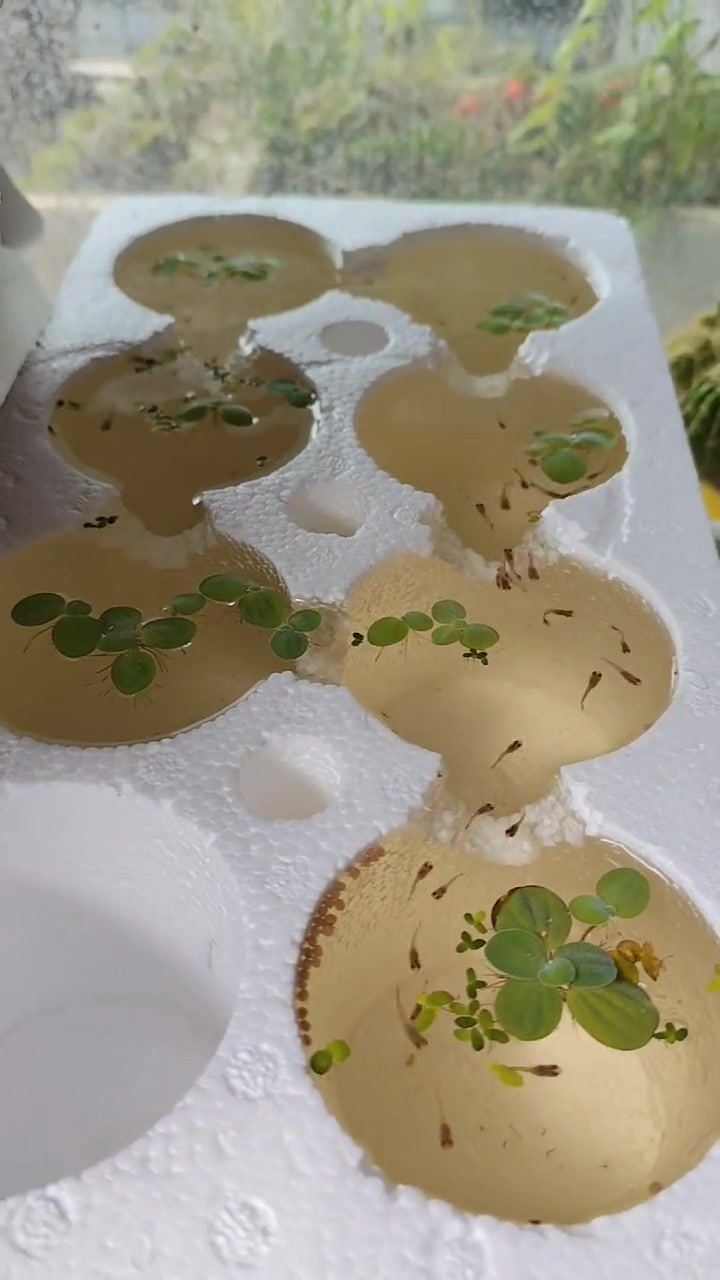 用这个养鱼看起来也挺美的！就是换水好麻烦