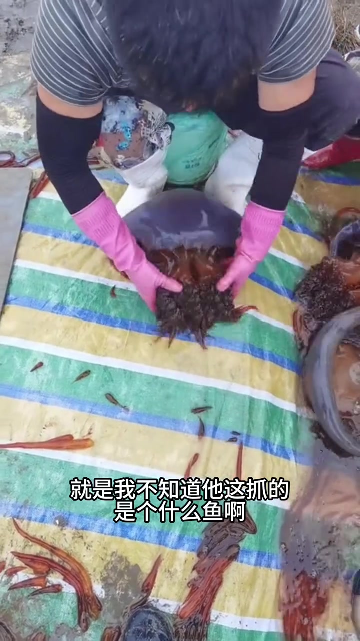 这水母真的没有毒吗？颜色也太鲜艳了