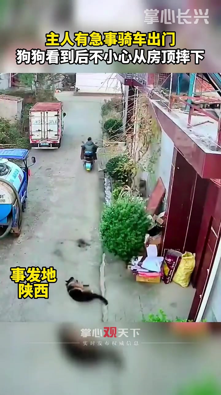 终究是狗错付了？