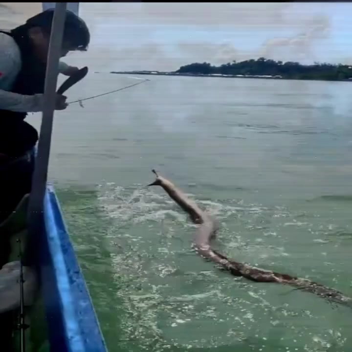 不懂就问! 这是海蛇还是什么？?