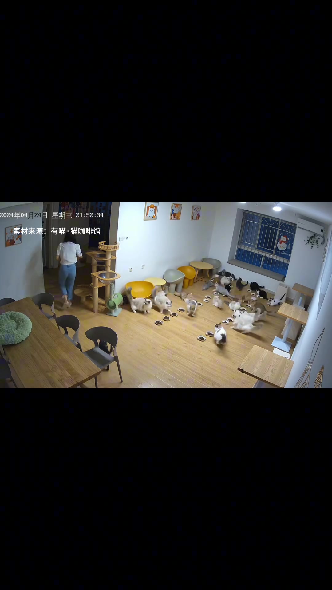 有趣的猫片也能学到知识 分析猫的性格