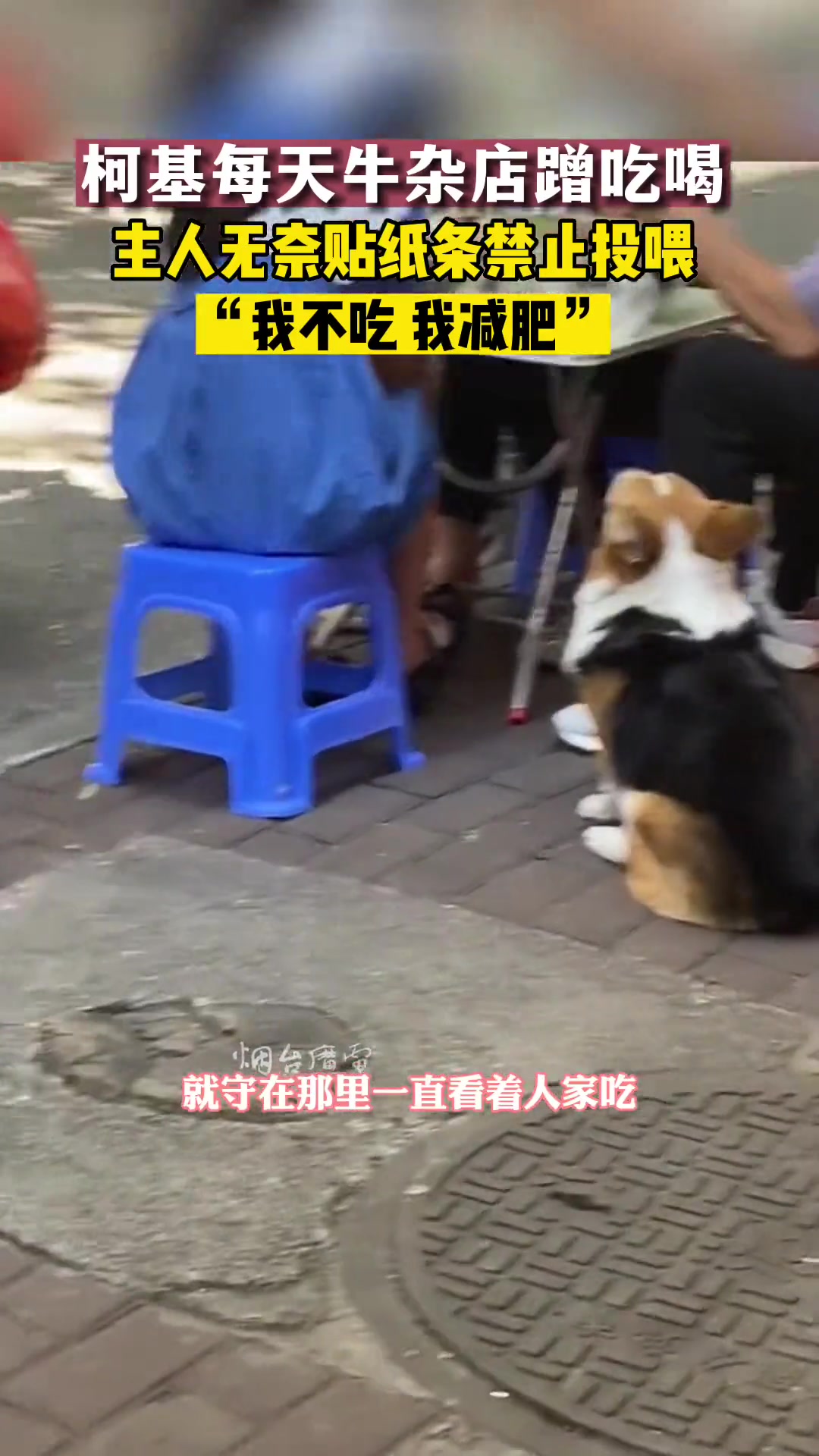 牡牛的爱吃牛杂，这很合理吧！