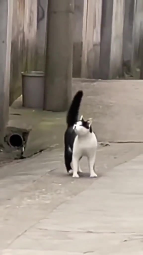 猫：wc好叼，忘了我也会