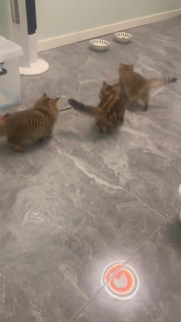 这就是，家飞猫？