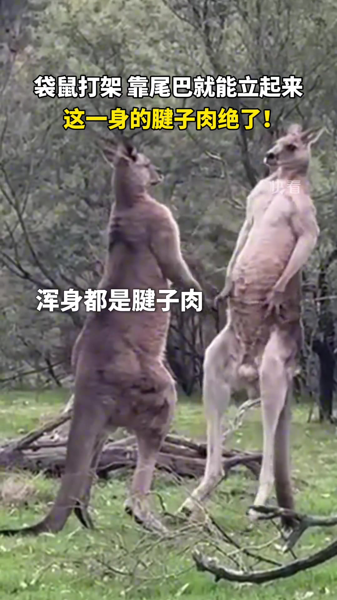看到两袋鼠嬉戏，这一身腱子肉包不住了！