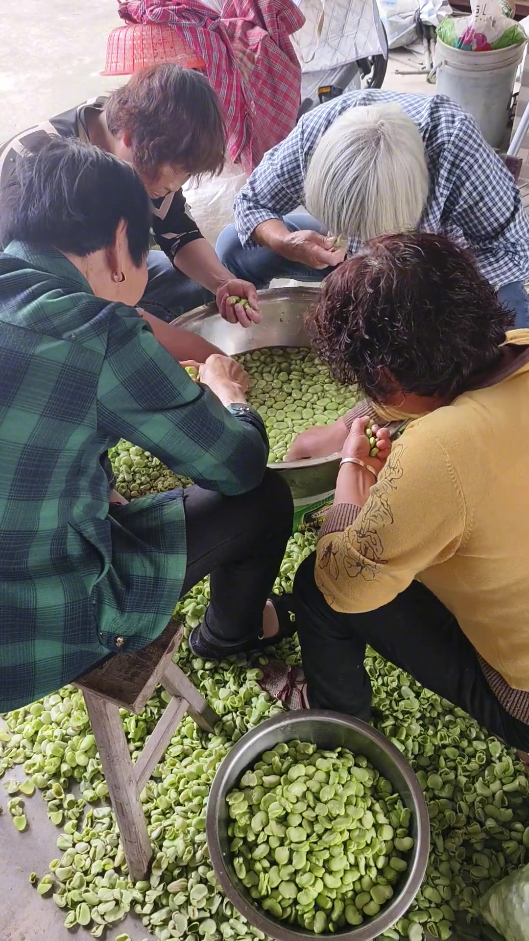 纯“进口”蚕豆传统加工流水线！