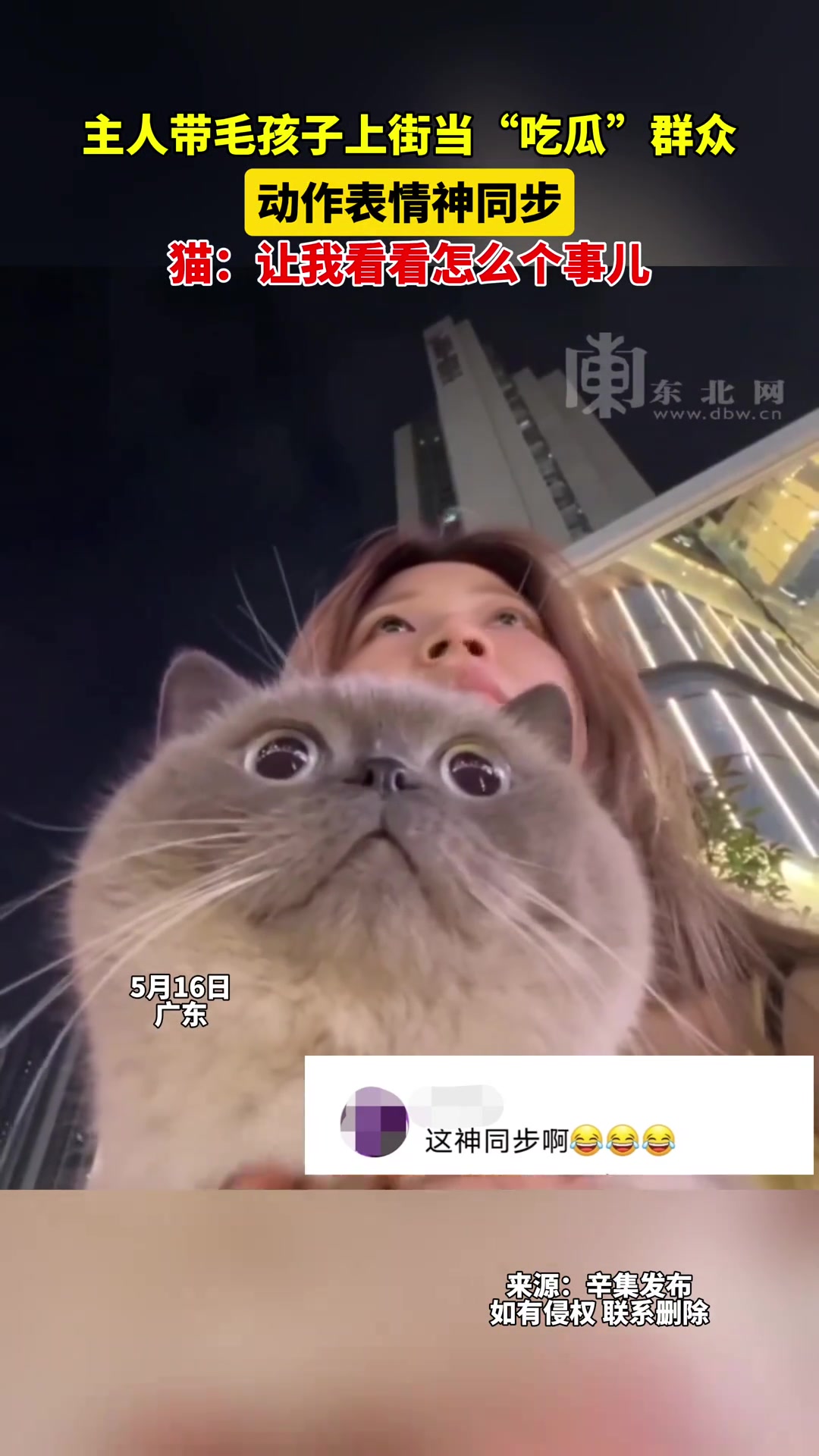 主人带毛孩子上街当“吃瓜”群众，猫那好奇表情太逗了