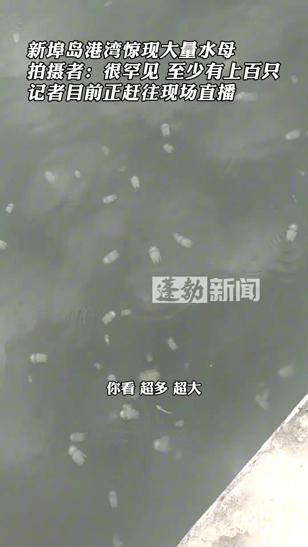 新埠岛港湾惊现大量水母